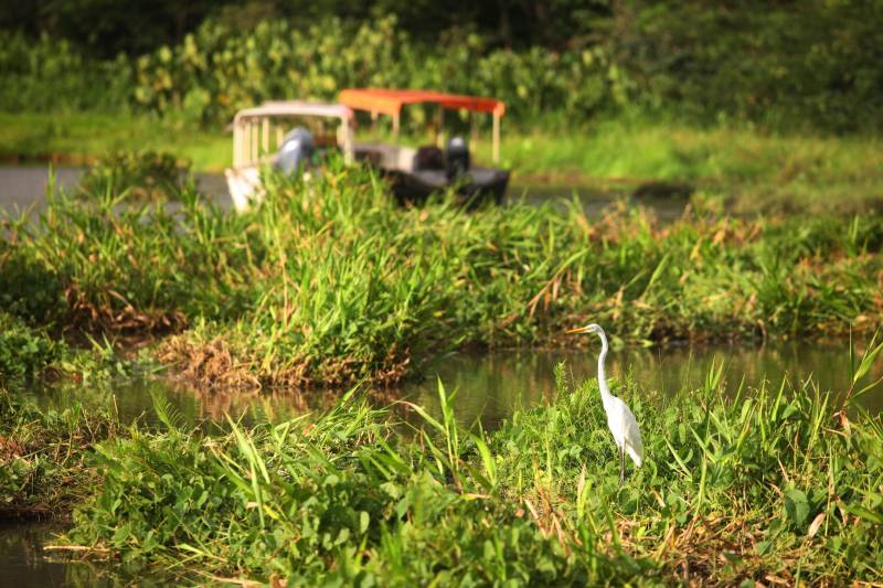 O uso de caixas de som, microfones e outros aparelhos de reprodução e ampliação sonora devem ser evitado no Parque Estadual do Utinga (Peut). A medida visa proteger os animais silvestres (foto) que vivem no espaço e que ficam assustados e estressados com o barulho excessivo. “Precisamos sempre adotar medidas de proteção da fauna e da flora aqui do Parque, porque eles são os principais moradores e usuários desse espaço. A poluição sonora assusta e afugenta os animais e, por isso, os visitantes não devem usar caixas de som ou mesmo o som dos celulares, porque já são altos o bastante para incomodar os bichos”, explica a servidora do Ideflor-bio, Letícia Freitas, responsável pelo uso público do Utinga.
FOTO: IGOR BRANDÃO / AG. PARÁ
DATA: 23.01.2018
BELÉM - PARÁ <div class='credito_fotos'>Foto: IGOR BRANDÃO / AG. PARÁ | <a href='/midias/2018/originais/6d036fa3-0b90-476d-8250-de1b994276b5.jpg' download><i class='fa-solid fa-download'></i> Download</a></div>