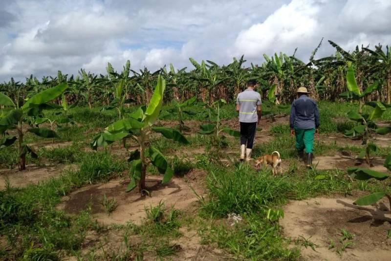 Extensionistas da Empresa de Assistência Técnica e Extensão Rural do Estado do Pará (Emater-Pará), incluindo representantes do regional de Castanhal, realizaram visitas técnicas de assessoramento e monitoramento em seis propriedades contempladas pelo programa Pará Produtivo, nesta quarta-feira, 16, em Santo Antônio do Tauá, no nordeste do estado.
FOTO: ASCOM EMATER
DATA: 16.05.2018
SANTO ANTÔNIO DO TAUÁ - PARÁ <div class='credito_fotos'>Foto: ASCOM EMATER | <a href='/midias/2018/originais/6df3f7e6-bda0-408e-9dec-e9f476df26e1.jpg' download><i class='fa-solid fa-download'></i> Download</a></div>