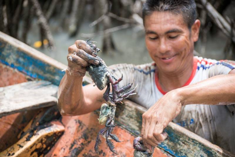 O cotidiano de mulheres e homens dedicados ao manejo do caranguejo-uçá seguro e de qualidade, em manguezais do nordeste paraense, é o destaque da nova websérie “Mestres da Maré”, do Instituto Mamirauá. Os quatro episódios da série, com cerca de quatro minutos cada, vêm sendo lançados todas as sextas-feiras de abril, no canal do Instituto Mamirauá no Youtube.
FOTO: FERNANDO SETTE CÂMARA / DIVULGAÇÃO
DATA: 13.04.2018
SÃO JOÃO DA PONTA - PARÁ <div class='credito_fotos'>Foto: FERNANDO SETTE CÂMARA | <a href='/midias/2018/originais/6e0db4f8-bf68-4e43-8089-3712eb62b513.jpg' download><i class='fa-solid fa-download'></i> Download</a></div>