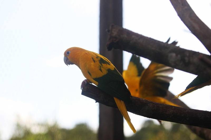 Em janeiro deste ano, as araras de cores amarelo e verde vibrantes foram soltas de seu cativeiro em mais uma etapa do processo de reintegração da espécie ao seu habitat natural. A primeira área a receber as ararajubas foi o Parque Estadual do Utinga (PEUt), aonde as aves, que passaram por um processo de readaptação em viveiros para seres reintroduzidas na área aberta do Parque do Utinga (foto), Área de Proteção Ambiental (APA) da Região Metropolitana de Belém, APA do Combu, Refúgio de Vida Silvestre, na Alça Viária, e APA do Abacatal, em Ananindeua.
FOTO: IGOR BRANDÃO / AG. PARÁ
DATA: 03.03.2018
BELÉM - PARÁ <div class='credito_fotos'>Foto: IGOR BRANDÃO / AG. PARÁ | <a href='/midias/2018/originais/6fa9b4e2-6d79-40b2-82db-78a5c51c2e37.jpg' download><i class='fa-solid fa-download'></i> Download</a></div>