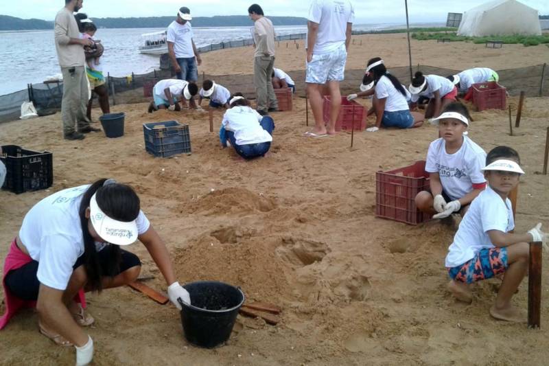 Mais de 300 mil tartarugas da Amazônia e tracajás nasceram, neste mês de dezembro, no Refúgio de Vida Silvestre Tabuleiro do Embaubal, em Senador José Porfírio, no sudeste paraense. O número já ultrapassa o alcançado no ano passado e expectativa é que, ao final do período de eclosão dos ovos, cerca de 500 mil novas tartaruguinhas ganhem os rios paraenses.

FOTO: ASCOM IDEFLOR
DATA: 26.12.2018
SENADOR JOSÉ PORFIRÍO - PARÁ <div class='credito_fotos'>Foto: Ascom Ideflor   |   <a href='/midias/2018/originais/7069a179-4ef2-48b0-be5c-5ac701fc910c.jpg' download><i class='fa-solid fa-download'></i> Download</a></div>