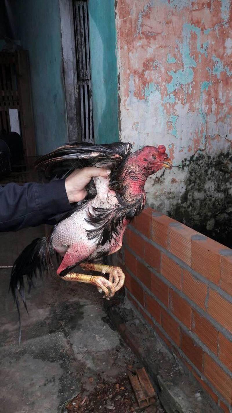 Combater maus-tratos e o comércio ilegal de animais silvestres nas cidades de Belém e Castanhal, na Região Metropolitana, foi o objetivo da operação "Arco e Flexa” pela Polícia Civil na manhã desta quinta-feira (26). Realizada por policiais civis da Divisão Especializada em Meio Ambiente (Dema), a ação contou com investigações sobre locais onde galos eram usados em rinhas e de cativeiros de aves silvestres, que eram comercializadas. As investigações que resultaram na operação foram coordenadas pelos delegados Rayrton Carneiro e Cláudio Gomes. Em Castanhal, no Bairro Nova Olinda, foram resgatados 42 galos da espécie Índio Brasileiros (foto), que eram mantidos em cativeiro e usados em rinhas, mediante apostas em dinheiro. Os galos resgatados, disse o delegado Luis Xavier, diretor da Dema, apresentam mutilações decorrentes das brigas e dos maus-tratos a quem eram submetidos.
FOTO: ASCOM / POLÍCIA CIVIL
DATA: 26.04.2018
CASTANHAL - PARÁ <div class='credito_fotos'>Foto: Ascom / Polícia Civil | <a href='/midias/2018/originais/75620424-8e4f-4107-8630-671417559d33.jpg' download><i class='fa-solid fa-download'></i> Download</a></div>