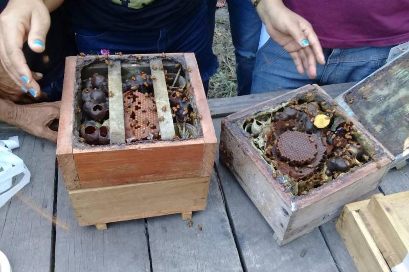 “A importância das abelhas nativas sem ferrão para a manutenção da biodiversidade” é o tema do seminário que acontecerá na próxima sexta-feira (30), no auditório do Instituto de Desenvolvimento Florestal e da Biodiversidade (Ideflor-bio). 

FOTO: ASCOM IDEFLOR-BIO
DATA: 26.11.2018 <div class='credito_fotos'>Foto: Ascom Ideflor-Bio   |   <a href='/midias/2018/originais/757aa650-9438-42cb-ae41-205e44aa6aa8.jpg' download><i class='fa-solid fa-download'></i> Download</a></div>