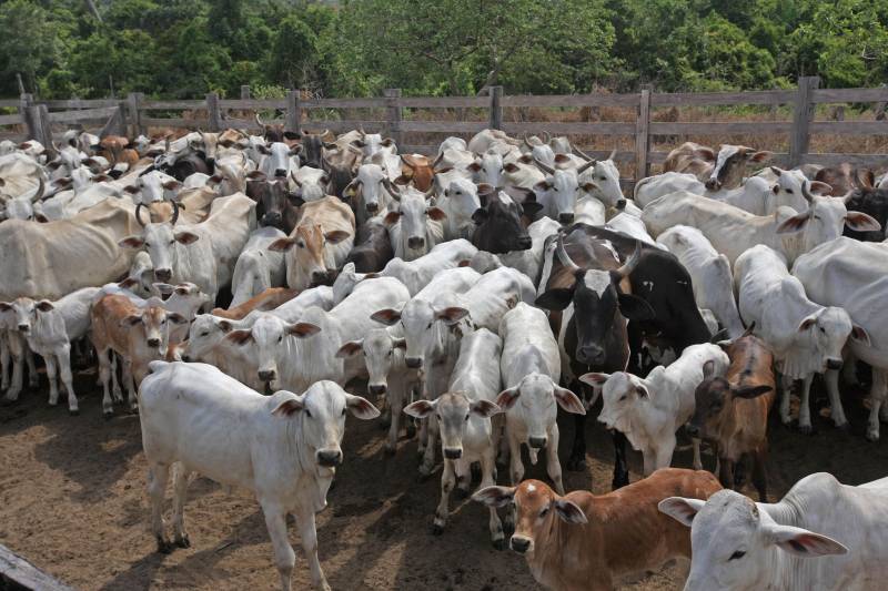 Iniciada no dia 15 de março, a campanha de vacinação contra a febre aftosa (foto) nos municípios de Faro e Terra Santa, no oeste do Pará, termina no próximo dia 30 de abril. Faltando menos de uma semana para o encerramento da campanha, a Agência de Defesa Agropecuária do Estado do Pará (Adepará) alerta o produtor que, após efetuar a vacinação do rebanho, a declaração deve ser feita até o dia 15 de maio no escritório da Agência mais próximo de seu município. Com previsão de vacinar aproximadamente 32 mil bovídeos em mais de 600 propriedades rurais, a Adepará informa que o criador que não vacinar e não declarar será notificado e autuado, ficando impedido de retirar a Guia de Trânsito Animal (GTA), circular e ou comercializar os animais até que a situação seja regularizada junto à Adepará.
FOTO: SIDNEY OLIVEIRA / ARQUIVO AG. PARÁ
DATA: 17.12.2017 <div class='credito_fotos'>Foto: Sidney Oliveira/Ag. Pará | <a href='/midias/2018/originais/75c7752e-7e36-458d-ab00-d42ddf7d89f5.jpg' download><i class='fa-solid fa-download'></i> Download</a></div>