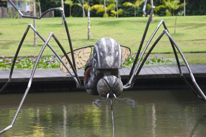 O Parque Estadual do Utinga (PEUt) o mais importante espaço de preservação e estudo da biodiversidade dentro da Região Metropolitana de Belém será reaberto à população a partir desta sexta,16, a partir das 16h30, com apresentações artísticas, com o Boi Veludinho, crianças do Pro Paz e a premiada Orquestra Sinfônica do Theatro da Paz. A apresentação será em um espaço ao ar livre e não será necessária a retirada de ingressos, por esse motivo, a recomendação é que o público chegue cedo, porque a entrada será fechada quando o espaço estiver lotado. No sábado, será realizada uma grande caminhada, a partir das 8 horas, com paradas para informações educativas sobre a fauna, flora e sobre os novos espaços. Por conta da grande quantidade de pessoas, incluindo crianças e idosos, o Corpo de Bombeiros recomendou e, a organização do evento acatou, a necessidade de se evitar durante a manhã do sábado o trânsito de veículos sobre rodas, como carros, bicicletas, skates e patins. Depois das 12 horas e durante todo o funcionamento do parque, a entrada e o uso por praticantes desta modalidade está completamente liberada. No domingo, o parque abrirá às 5h30 e funcionará até as 17h, assim como nos outros dias, de segunda a segunda. As atividades de manutenção do espaço vão requerer que o parque seja fechado para acesso ao público eventualmente, mas essas datas serão definidas de acordo com a demanda.
FOTO: IGOR BRANDÃO / AG PARÁ
DATA: 15.03.2018
BELÉM - PARÁ <div class='credito_fotos'>Foto: IGOR BRANDÃO / AG. PARÁ | <a href='/midias/2018/originais/762dd5f3-59ea-4c64-ada8-f44b9aeaf738.jpg' download><i class='fa-solid fa-download'></i> Download</a></div>