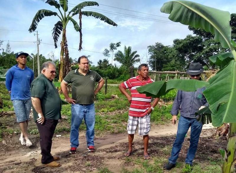 Técnicos do escritório da Empresa de Assistência Técnica e Extensão Rural do Estado do Pará (Emater-Pará) de Vigia de Nazaré, no nordeste do estado, junto com técnicos do Regional Castanhal, empenhados na viabilização do projeto de bananicultura, realizaram nesta terça-feira, 8, visitas técnicas (foto) a seis áreas da cultura inseridas no Projeto Pará Produtivo no município. No município, 29 famílias foram contempladas com o quantitativo de 300 a 600 mudas de banana pacoua, tipo que agrega características de produtividade e resistência às principais incidências de doenças do fruto. Norma Rosa, supervisora do Regional Castanhal, informa que as famílias de agricultores de Vigia receberam financiamentos com projetos de irrigação, preparo de área e moto cultivador de bananicultura, na linha Mais Alimentos, dentro do Programa Nacional de Fortalecimento da Agricultura Familiar (Pronaf), que se concretizaram pelo empenho da equipe local da Emater junto ao Banco do Brasil.
FOTO: ASCOM / EMATER
DATA: 09.05.2018
VIGIA DE NAZARÉ - PARÁ <div class='credito_fotos'>Foto: ASCOM EMATER | <a href='/midias/2018/originais/793effe3-0645-46fb-97bd-e70f50e6c2a0.jpg' download><i class='fa-solid fa-download'></i> Download</a></div>