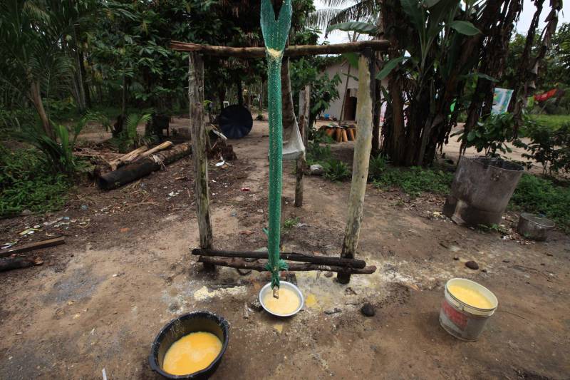 O dia começa cedo para a família do agricultor Adilson dos Santos, 33 anos. Produtores de mandioca da comunidade quilombola Boa Vista do Itá, de Santa Izabel do Pará, região metropolitana de Belém, eles são o retrato de uma tradição que vem se perpetuando por gerações e garantindo na mesa dos paraenses o produto que é a base alimentar do Estado. Do plantio ao beneficiamento, o lavrador herdou do pai a cultura que hoje é a principal fonte de renda da vila, onde vivem cerca de 50 famílias. No Pará, 96% da mandioca produzida vem da agricultura familiar. “Mandioca é pop, mandioca é tudo”, brinca Adilson. Ele está certo. Os produtos derivados da planta são diversos e ajudam a compor alguns dos pratos típicos mais conhecidos da região. Quase onipresente na mesa do paraense, a farinha é, muitas vezes, o alimento principal, nos sete dias da semana. Mas para chegar até as nossas casas, é preciso muito esforço e dedicação, aliado ao emprego de pesquisa e investimentos cada vez maiores do poder público. O conhecimento empírico do homem do campo hoje recebe o apoio de novas tecnologias e técnicas de plantio, que resultam em mais qualidade e produtividade.
FOTO: MÁCIO FERREIRA / AG PARÁ
DATA: 25.02.2018
SANTA IZABEL DO PARÁ
<div class='credito_fotos'>Foto: MÁCIO FERREIRA/ AG. PARÁ | <a href='/midias/2018/originais/79d60f47-22c5-4ff1-b9b3-0b0663806916.jpg' download><i class='fa-solid fa-download'></i> Download</a></div>