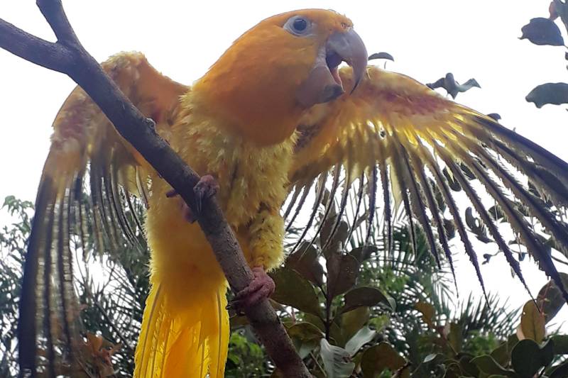 O Instituto Brasileiro do Meio Ambiente e dos Recursos Naturais Renováveis (Ibama) apreendeu, no dia 25 de fevereiro, uma Ararajuba que estava sendo mantida em cativeiro no bairro do Curió-Utinga, em Belém. O pássaro foi resgatado e entregue ao Parque Estadual do Utinga, onde está se recuperando dos maus-tratos.
FOTO: ASCOM IDEFLOR-BIO
DATA: 26.03.2018
BELÉM - PARÁ <div class='credito_fotos'>Foto: Ascom Ideflor-Bio | <a href='/midias/2018/originais/7b252ac6-4b98-402f-91e5-2942193bd6a5.jpg' download><i class='fa-solid fa-download'></i> Download</a></div>