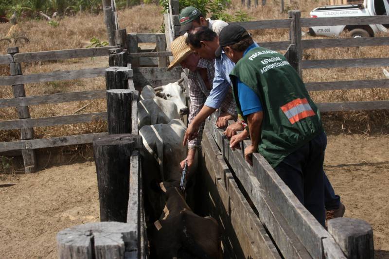 Uma comitiva com representantes do setor agropecuário do Pará participa da 86ª Seção Geral da Assembleia Mundial de Delegados, promovida pela Organização Mundial de Saúde Animal (OIE na sigla em inglês), que iniciou no domingo, 20, e segue até esta sexta-feira, 25, em Paris, na França. O estado do Pará, juntamente com os estados do Amapá, Amazonas e Roraima recebe, nesta quinta-feira, 24, a certificação internacional de área totalmente livre de febre aftosa com vacinação (foto), tornando todo o Brasil 100% livre da doença. Durante a Assembleia Mundial dos Delegados da OIE, que reúne 800 representantes de 181 países signatários, serão discutidas normas de erradicação de doenças de animais (inclusive as transmissíveis a pessoas, como brucelose, tuberculose, influenza aviária e vaca louca), segurança sanitária do comércio internacional de animais e produtos de origem animal, bem-estar animal e alterações do Código Sanitário para Animais Terrestres. Também será apresentada a implantação dos Padrões da OIE pelos Países Membros da OIE, a situação atual e necessidades específicas de capacitação.
FOTO: SIDNEY OLIVEIRA / ARQUIVO AG. PARÁ
DATA: 30.05.2016
ALTAMIRA - PARÁ <div class='credito_fotos'>Foto: Sidney Oliveira/Ag. Pará | <a href='/midias/2018/originais/7b68ff8f-ddd2-4d77-8a0e-01875a76103b.jpg' download><i class='fa-solid fa-download'></i> Download</a></div>
