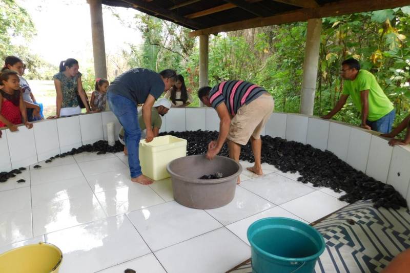Mais de 2200 filhotes de tracajás e de tartarugas-da-amazônia foram soltos à beira do rio Araguaia na primeira semana de maio. A soltura foi realizada pela Gerência da Região Administrativa do Araguaia (GRA) do Instituto de Desenvolvimento Florestal e da Biodiversidade (Ideflor-bio), em parceira com o Instituto Ambiental Xambioá (IAX), no município de São Geraldo do Araguaia, no sudeste do Pará, e representou cerca 52% dos ovos de quelônios que foram resgatados em ações das instituições em 2017.
FOTO: ASCOM IDEFLOR-BIO
DATA: 08.05.2018
SÃO GERALDO DO ARAGUAIA - PARÁ <div class='credito_fotos'>Foto: ASCOM SEMAS | <a href='/midias/2018/originais/7be99a60-bb56-4e4e-8606-0bfde2a8d375.jpg' download><i class='fa-solid fa-download'></i> Download</a></div>