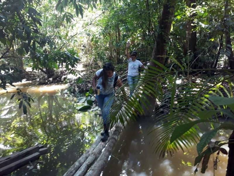 Representantes da Associação Brasileira de Turismo de Aventura (Abeta) e das empresas de esportes de aventura Amazônia Aventura e Nós na Trilha fizeram um famtur pelo Refúgio de Vida Silvestre Metrópole da Amazônia (Refúgio Metrópole), na manhã de quinta-feira (8). O passeio (foto), conduzido por técnicos do Instituto de Desenvolvimento Florestal e da Biodiversidade (Ideflor-bio), visou apresentar às entidades algumas das riquezas turísticas da comunidade de Santo Amaro, localizada no município de Benevides, dentro do território do Refúgio. Nos últimos meses, o Ideflor-bio contribui com a implantação de um roteiro turístico nas terras de Eliane e Rosinaldo Reis, que já moram no Santo Amaro há mais de 30 anos. O roteiro conta com trilha ecológica, na qual é possível encontrar diversas espécies de animais e plantas, como as árvores de paxiúba e uma samaumeira.
FOTO: ASCOM / IDEFLOR-BIO
DATA: 10.11.2018
BELÉM - PARÁ <div class='credito_fotos'>Foto: Ascom Ideflor-Bio | <a href='/midias/2018/originais/7ffd7f31-77ce-4fd8-83de-2cdde526acdb.jpg' download><i class='fa-solid fa-download'></i> Download</a></div>