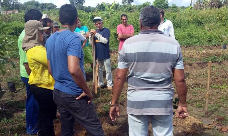 O Escritório Regional do Baixo Amazonas, do Instituto de Desenvolvimento Florestal e da Biodiversidade (Ideflor-bio), promoveu no dia 7, uma visita de campo (foto) na comunidade de Boa Fé, no município paraense de Mojuí dos Campos. O objetivo da ação foi capacitar agricultores rurais da localidade que são atendidos pelo Projeto de Restauração Florestal por meio de Sistemas Agroflorestais (Prosaf). Durante o dia de campo, engenheiros agrônomos e florestais do Ideflor-bio ensinaram aos agricultores o processo de implantação de um Sistema Agroflorestal (SAFs) com culturas como o maracujá, o citrus e o cumaru. “Nós buscamos desenvolver a destreza e a habilidade no manejo desses SAFs junto aos agricultores e de uma forma bem prática, para eles 'aprenderem a fazer fazendo'”, conta a engenheira agrônoma do Ideflor-bio, Simone Moreira.
FOTO: ASCOM / IDEFLOR-BIO
DATA: 08.06.2018
MOJUÍ DOS CAMPOS - PARÁ <div class='credito_fotos'>Foto: Ascom Ideflor-Bio | <a href='/midias/2018/originais/8161341d-3178-4f52-bb7d-b2ce478dc117.jpg' download><i class='fa-solid fa-download'></i> Download</a></div>