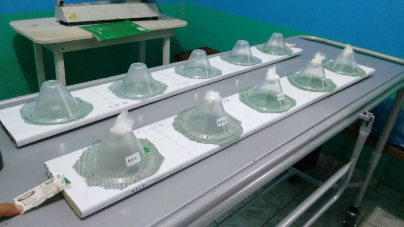 Pouca gente sabe, mas a Divisão de Entomologia do Laboratório Central do Estado (Lacen-PA) é responsável pelas pesquisas de campo que são fundamentais para o combate às endemias no Pará. A finalidade é observar e pesquisar o comportamento dos principais insetos transmissores de doenças como doença de Chagas, dengue, malária e leishmaniose e, assim, decidir qual a melhor estratégia de combate a ser usada. Tendo como responsável a bióloga entomologista Paoola Vieira, a Divisão trabalha, principalmente, integrada ao Departamento de Controle de Endemias da Secretaria de Estado de Saúde Pública (Sespa), setor que apresenta as demandas de ações de campo. "Trabalhamos com os vetores das principais endemias do estado: doenças de Chagas, leishmaniose, dengue e febre amarela. Então, o controle de todas as doenças transmitidas por vetores passa por aqui", informou Paoola. Na foto, avaliação de mosquiteiros.
FOTO: ASCOM / SESPA
DATA: 03.05.2018
<div class='credito_fotos'>Foto: ASCOM SESPA | <a href='/midias/2018/originais/823ad69d-5f33-4551-86ec-b51528a8242a.jpg' download><i class='fa-solid fa-download'></i> Download</a></div>