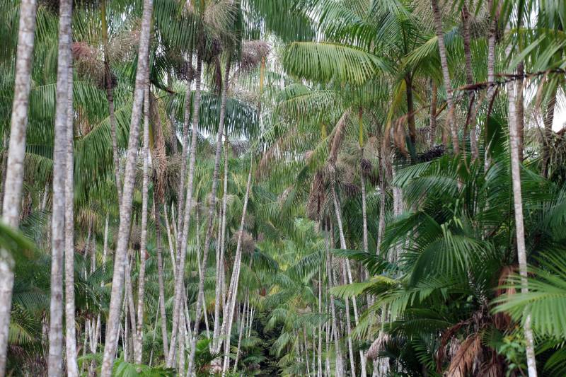 Fica no Pará a cidade que é conhecida como a capital mundial do açaí (foto). Igarapé-Miri, no Baixo Tocantins, localizada a cerca de 78 quilômetros de Belém, respira e vive do fruto que está na mesa do paraense há gerações. Com o desafio de transformar essa meca da produção açaizeira em uma potência industrial, o governo do Estado colocou o município na rota da Caravana Pará 2030, para apresentar aos empresários e produtores locais os benefícios de fazer parte do programa que traça novos horizontes e mercados para o açaí nosso de todo dia. Na última passagem da caravana por Igarapé-Miri, no mês passado, pelo menos sete empresas que hoje extraem a polpa do açaí buscaram informações junto à Secretaria de Estado de Desenvolvimento Econômico, Mineração e Energia (Sedeme) para saber mais sobre o programa de incentivos fiscais cujo objetivo é estimular a verticalização da produção. No município, três já são incentivadas: Amazon Palmitos Ltda., Nutrilatino Indústria e Comércio de Exportação e Importação Ltda. e Bony Açaí. As empresas que aderem ao programa recebem incentivo fiscal de até 95% e, em contrapartida, se comprometem a colocar no mercado produtos de maior valor agregado. “Precisamos deixar de ser um Estado meramente exportador de açaí in natura ou em polpa para nos tornarmos também um expoente na indústria. Hoje, grande parte do nosso fruto sai do Pará para ser industrializado em outros Estados. Ao trazer esse processo para cá, estaremos gerando empregos locais e promovendo o desenvolvimento”, defende o titular da Sedeme, Adnan Demachki.
FOTO: RODOLFO OLIVEIRA / AG. PARÁ
DATA: 16.03.2018
IGARAPÉ - MIRI - PARÁ <div class='credito_fotos'>Foto: Rodolfo Oliveira/Ag. Pará | <a href='/midias/2018/originais/8299f2ea-dff1-46d8-9b20-db8519a2b168.jpg' download><i class='fa-solid fa-download'></i> Download</a></div>