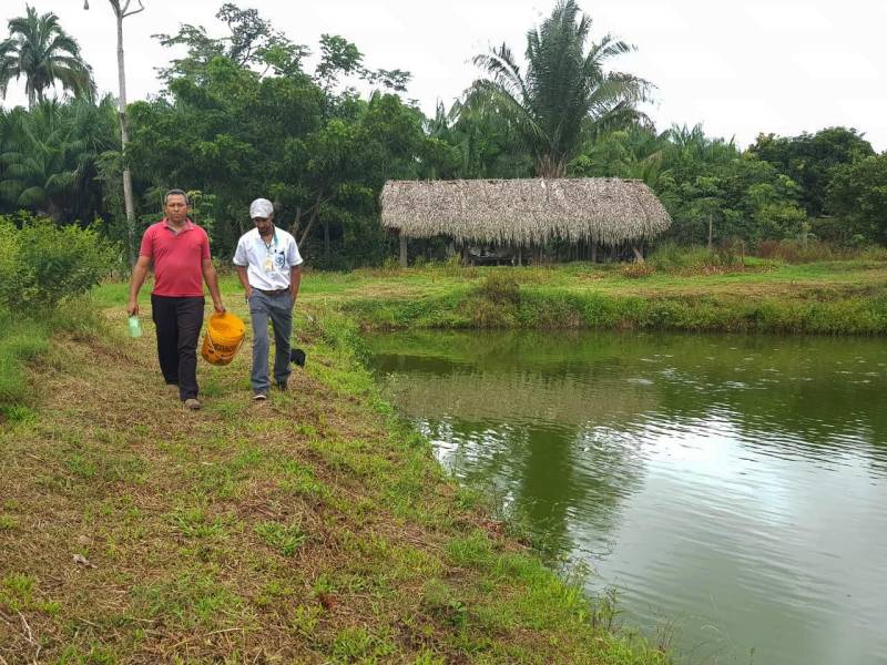 Distante cerca 30 quilômetros do centro de Marabá, no Projeto de Assentamento 26 de março, fica localizado o Sítio Abacaxi Vitória. O nome reflete muito a história do proprietário, seu Paulo Renê. Ele há quatro anos deixou de ser motorista na cidade para ganhar a vida como produtor rural. Tudo começou quando viu a produção de abacaxi de um amigo. Após conseguir um pedaço de terra, 19 hectares, ele começou o cultivo do fruto, e desde o início contou com a assistência da gerência regional da Emater (Empresa de Assistência Técnica e Extensão Rural do Estado do Pará) em Marabá. Da fruticultura surgiu a necessidade de ter mais que o “feijão e o arroz”, daí decidiu criar peixe em cativeiro para consumo. O negócio deu tão certo que hoje já comercializa várias espécies. Na foto, seu Paulo Renê (camisa vermelha) e o extensionista rural da Emater, Weberson Rocha (boné).
FOTO: KÉLIA SANTOS / ASCOM CRGSP
DATA: 29.03.2018
MARABÁ - PARÁ <div class='credito_fotos'>Foto: KÉLIA SANTOS / ASCOM CRGSP | <a href='/midias/2018/originais/82a19817-5434-4348-9ccc-5e388870aa26.jpg' download><i class='fa-solid fa-download'></i> Download</a></div>