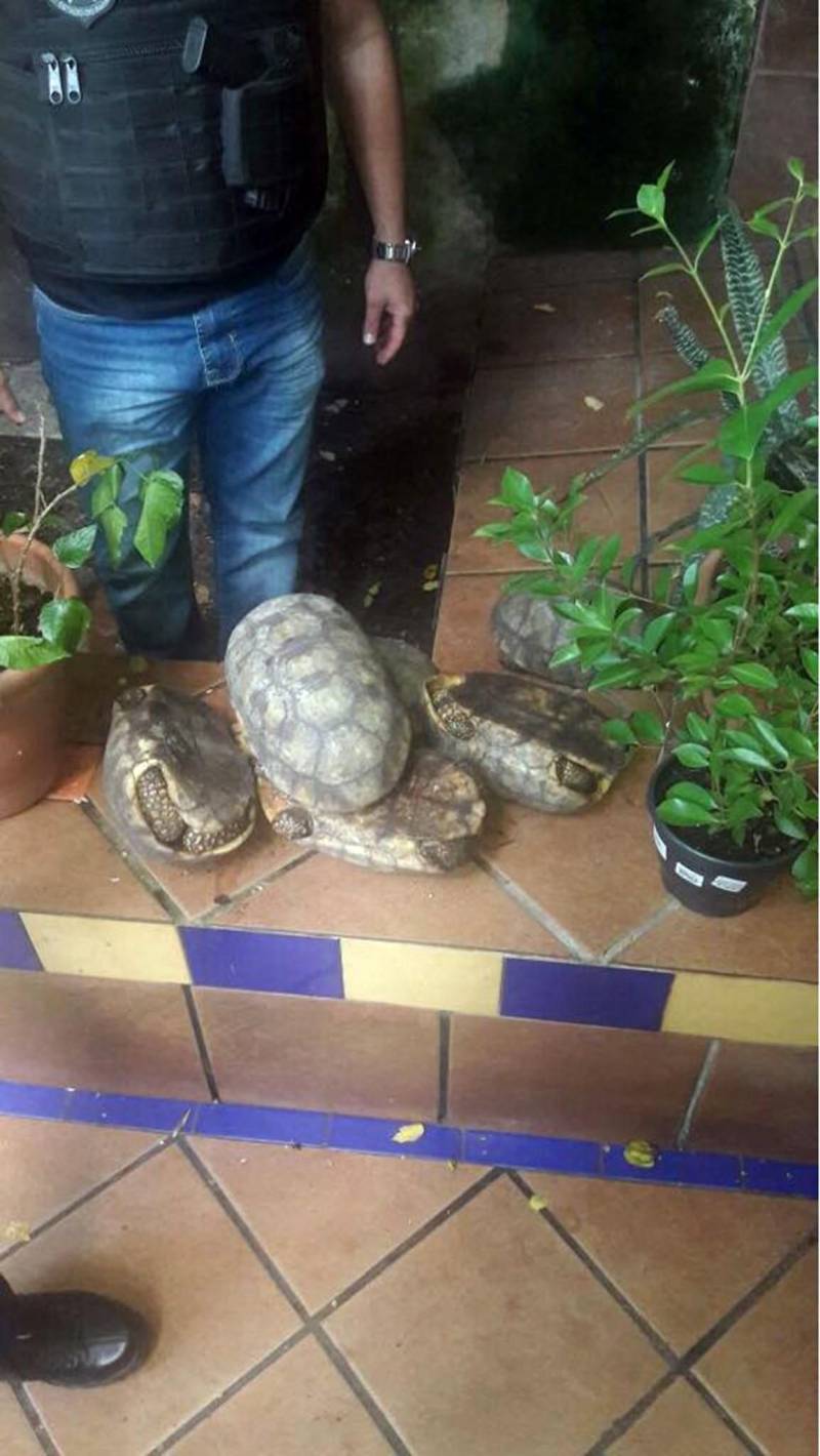 A Polícia Civil deflagrou a operação "Quelônios" para combater criadouros ilegais de animais da fauna silvestre, na capital paraense. Durante a ação policial realizada nesta quinta-feira (03), pela Divisão Especializada em Meio-Ambiente (DEMA), foram resgatados 57 animais das espécies Tartaruga, Peremas e Muçuãs. Os animais foram mantidos de maneira irregular em uma casa, situada na Rua Bernal do Couto, no bairro do Umarizal, em Belém. Uma pessoa foi conduzida para a DEMA para responder criminalmente por manter em cativeiro animais silvestres. De acordo com o diretor da DEMA, delegado Luis Xavier, a operação resultou de investigações efetuadas pela equipe da Divisão sobre o crime ambiental praticado no endereço, onde, segundo informações, o proprietário do imóvel mantinha os animais em situação de cativeiro. Diante disso, a equipe de policiais civis da DEMA se deslocou até a casa para apurar os fatos. Do imóvel, foram retirados 57 animais criados de maneira irregular.
FOTO: ASCOM / POLÍCIA CIVIL
DATA: 03.05.2018
BELÉM - PARÁ <div class='credito_fotos'>Foto: Ascom / Polícia Civil | <a href='/midias/2018/originais/82becfad-a651-4e35-b612-b68c50f35598.jpg' download><i class='fa-solid fa-download'></i> Download</a></div>