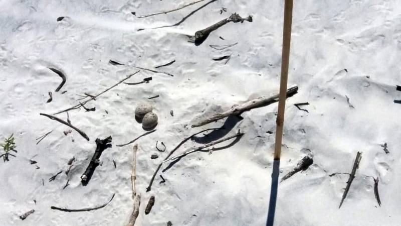 Cerca de 1.500 ovos de aves marinhas (foto) que começaram a desova em maio, na praia do Atalaia, em Salinópolis, ganharam um importante apoio neste final de semana, com o reforço da Zona de Exclusão de Veículos Automotores, uma das inovações da Operação Verão 2018, realizada pela Secretaria de Estado de Segurança Pública e Defesa Social (Segup). O santuário de ovos de gaivota é protegido pela Associação de Surf e Proteção Ambiental de Salinópolis, fundada em 2006 pelo local Antônio Paulo da Conceição, com o objetivo de proteger áreas ambientais e que hoje conta com 70 surfistas associados. Localizado após a área conhecida como pedral e onde esportistas praticam modalidades aquáticas, o santuário é cercado por bandeiras brancas, para mostrar que lá está um espaço ambiental e impedir curiosos, deixando os ovos mais seguros.
FOTO: ASCOM / SEGUP
DATA: 01.07.2018
SALINÓPOLIS - PARÁ <div class='credito_fotos'>Foto: Ascom Segup | <a href='/midias/2018/originais/86460f53-053d-4c1f-886d-479d643cb50d.jpg' download><i class='fa-solid fa-download'></i> Download</a></div>
