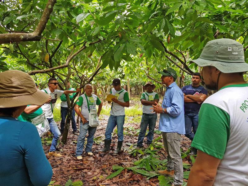 O município de Tomé-Açu, no nordeste paraense, sediará entre os dias 26 e 29 de março uma capacitação, realizada pelo Instituto de Desenvolvimento Florestal e da Biodiversidade (Ideflor-bio). O curso abordará a “Implantação de Sistemas Agroflorestais Comerciais (SAFs)” em áreas de agricultura familiar, promovendo o intercâmbio para a demonstração de experiências exitosas na implantação de SAFs no território paraense. A iniciativa é voltada aos agricultores familiares de Tomé-Açu beneficiários do Prosaf, projeto coordenado pela Diretoria de Desenvolvimento da Cadeia Florestal (DDF), do Ideflor-bio. O projeto atende, no município, 22 agricultores familiares, os quais tiveram suas terras preparadas mecanicamente para a implantação dos SAFs e receberam insumos, como sementes e calcário.
FOTO: ASCOM / IDEFLOR
DATA: 23.03.2018
TOMÉ-AÇÚ - PARÁ
<div class='credito_fotos'>Foto: Ascom Ideflor | <a href='/midias/2018/originais/87ac1559-6f24-4132-964b-8612299b1e66.jpg' download><i class='fa-solid fa-download'></i> Download</a></div>