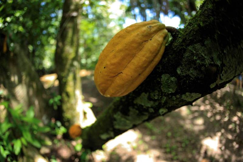 O cacau (foto) e o açaí são importantes produtos do agronegócio no estado do Pará. Segundo dados do Instituto Brasileiro de Geografia e Estatística (IBGE), o estado é o maior produtor nacional de açaí e o segundo maior de cacau. Para fortalecer ainda mais essa posição no mercado, o Centro de Valorização Agroalimentar de Compostos Bioativos da Amazônia (CVACBA) da Universidade Federal do Pará (UFPA), instalado no Parque de Ciência e Tecnologia Guamá (PCT Guamá),desenvolve pesquisas de aperfeiçoamento e qualidade dos frutos com foco nos benefícios e saúde dos consumidores.
FOTO: MÁCIO FERREIRA / ARQUIVO AG. PARÁ
DATA: 06.05.2017 <div class='credito_fotos'>Foto: MÁCIO FERREIRA/ AG. PARÁ | <a href='/midias/2018/originais/87fc202c-6f0f-40a8-ade8-b33a26023b02.jpg' download><i class='fa-solid fa-download'></i> Download</a></div>