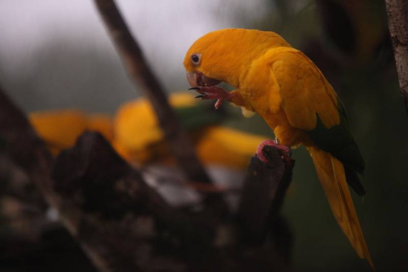 O Parque Estadual do Utinga (PEUt) o mais importante espaço de preservação e estudo da biodiversidade dentro da Região Metropolitana de Belém será reaberto à população a partir desta sexta,16, a partir das 16h30, com apresentações artísticas, com o Boi Veludinho, crianças do Pro Paz e a premiada Orquestra Sinfônica do Theatro da Paz. A apresentação será em um espaço ao ar livre e não será necessária a retirada de ingressos, por esse motivo, a recomendação é que o público chegue cedo, porque a entrada será fechada quando o espaço estiver lotado. No sábado, será realizada uma grande caminhada, a partir das 8 horas, com paradas para informações educativas sobre a fauna, flora e sobre os novos espaços. Por conta da grande quantidade de pessoas, incluindo crianças e idosos, o Corpo de Bombeiros recomendou e, a organização do evento acatou, a necessidade de se evitar durante a manhã do sábado o trânsito de veículos sobre rodas, como carros, bicicletas, skates e patins. Depois das 12 horas e durante todo o funcionamento do parque, a entrada e o uso por praticantes desta modalidade está completamente liberada. No domingo, o parque abrirá às 5h30 e funcionará até as 17h, assim como nos outros dias, de segunda a segunda. As atividades de manutenção do espaço vão requerer que o parque seja fechado para acesso ao público eventualmente, mas essas datas serão definidas de acordo com a demanda.
FOTO: THIAGO GOMES / AG PARÁ
DATA: 15.03.2018
BELÉM - PARÁ <div class='credito_fotos'>Foto: Thiago Gomes /Ag. Pará | <a href='/midias/2018/originais/8810d520-55be-4f6a-ac30-084f9e386d88.jpg' download><i class='fa-solid fa-download'></i> Download</a></div>