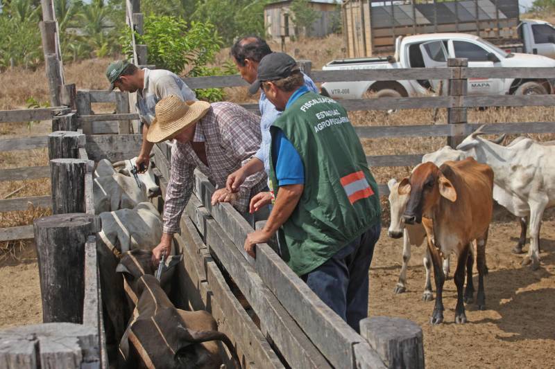 Iniciada no dia 15 de março, a campanha de vacinação contra a febre aftosa (foto) nos municípios de Faro e Terra Santa, no oeste do Pará, termina no próximo dia 30 de abril. Faltando menos de uma semana para o encerramento da campanha, a Agência de Defesa Agropecuária do Estado do Pará (Adepará) alerta o produtor que, após efetuar a vacinação do rebanho, a declaração deve ser feita até o dia 15 de maio no escritório da Agência mais próximo de seu município. Com previsão de vacinar aproximadamente 32 mil bovídeos em mais de 600 propriedades rurais, a Adepará informa que o criador que não vacinar e não declarar será notificado e autuado, ficando impedido de retirar a Guia de Trânsito Animal (GTA), circular e ou comercializar os animais até que a situação seja regularizada junto à Adepará.
FOTO: SIDNEY OLIVEIRA / ARQUIVO AG. PARÁ
DATA: 17.12.2017 <div class='credito_fotos'>Foto: Sidney Oliveira/Ag. Pará | <a href='/midias/2018/originais/882cd2b1-a060-4da0-9db2-905ebd806d20.jpg' download><i class='fa-solid fa-download'></i> Download</a></div>
