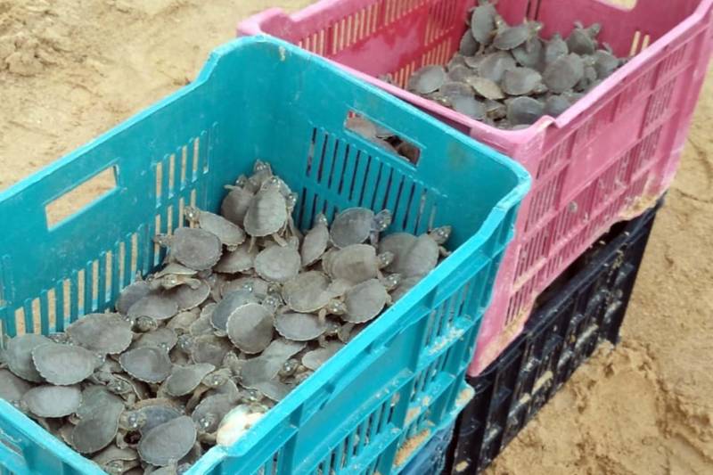 Mais de 300 mil tartarugas da Amazônia e tracajás nasceram, neste mês de dezembro, no Refúgio de Vida Silvestre Tabuleiro do Embaubal, em Senador José Porfírio, no sudeste paraense. O número já ultrapassa o alcançado no ano passado e expectativa é que, ao final do período de eclosão dos ovos, cerca de 500 mil novas tartaruguinhas ganhem os rios paraenses.

FOTO: ASCOM IDEFLOR
DATA: 26.12.2018
SENADOR JOSÉ PORFIRÍO - PARÁ <div class='credito_fotos'>Foto: Ascom Ideflor   |   <a href='/midias/2018/originais/89c5cbdf-a8cf-4cfd-a8c3-309df856f9fd.jpg' download><i class='fa-solid fa-download'></i> Download</a></div>