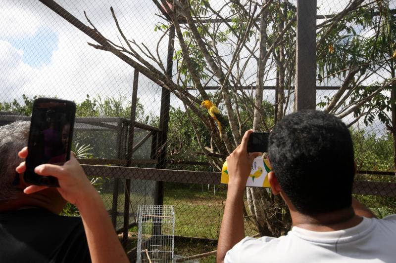 Uma reabertura feita a milhares de mãos. A fita inaugural colocada no inicio da trilha principal do Parque do Utinga foi rompida por mais de cinco mil pessoas ansiosas pelo inicio da caminhada, marcando o segundo dia da programação de reabertura do mais novo espaço paraense de lazer e interatividade com a natureza.
FOTO: SIDNEY OLIVEIRA / AG. PARÁ
DATA: 17.03.2018
BELÉM - PARÁ <div class='credito_fotos'>Foto: Sidney Oliveira/Ag. Pará | <a href='/midias/2018/originais/89fe6d8f-aa88-4db0-a33e-1e8148aea127.jpg' download><i class='fa-solid fa-download'></i> Download</a></div>