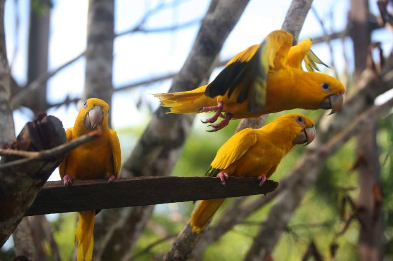 Em janeiro deste ano, as araras de cores amarelo e verde vibrantes foram soltas de seu cativeiro em mais uma etapa do processo de reintegração da espécie ao seu habitat natural. A primeira área a receber as ararajubas foi o Parque Estadual do Utinga (PEUt), aonde as aves, que passaram por um processo de readaptação em viveiros para seres reintroduzidas na área aberta do Parque do Utinga (foto), Área de Proteção Ambiental (APA) da Região Metropolitana de Belém, APA do Combu, Refúgio de Vida Silvestre, na Alça Viária, e APA do Abacatal, em Ananindeua.
FOTO: IGOR BRANDÃO / AG. PARÁ
DATA: 03.03.2018
BELÉM - PARÁ <div class='credito_fotos'>Foto: IGOR BRANDÃO / AG. PARÁ | <a href='/midias/2018/originais/8b06fe41-33c2-4f34-a672-75307de13255.jpg' download><i class='fa-solid fa-download'></i> Download</a></div>