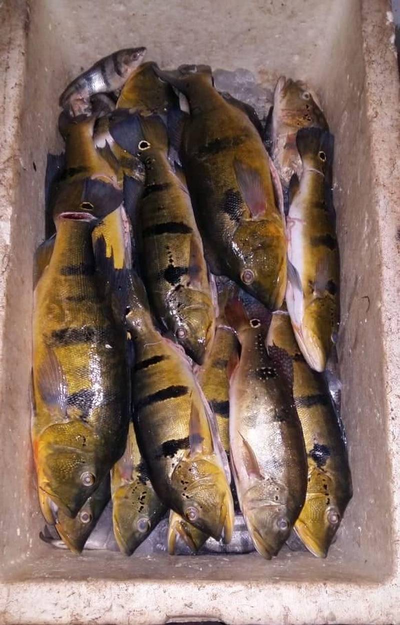 Uma tonelada e meia de pescados foi apreendida neste sábado (8) em mais uma mega operação de fiscalização no município de Tucuruí, sudeste paraense. O pescado era mantido em condições insalubres no porto do km 11 e em estabelecimentos residenciais e comerciais em Tucuruí. Além do pescado, foram apreendidos também cinco pássaros, balanças, basquetas e um freezer. Os peixes apreendidos que estavam em boas condições foram doados a comunidades carentes de Goianésia do Pará, Jacundá e Tucuruí. A operação foi realizada pelo Instituto de Desenvolvimento Florestal e da Biodiversidade (Ideflor-bio), em parceira com a Secretaria Estadual de Meio Ambiente e Sustentabilidade (Semas), a Polícia Militar, Eletronorte, Justiça Federal e as secretarias municipais de meio ambiente de Tucuruí, Goianésia do Pará e Jacundá.

FOTO: ASCOM / IDEFLOR-BIO
DATA: 09.12.2018
TUCURUÍ - PARÁ <div class='credito_fotos'>Foto: ASCOM / IDEFLOR-BIO   |   <a href='/midias/2018/originais/8beb5f5c-b8ff-4741-831f-7d5b55b17a51.jpg' download><i class='fa-solid fa-download'></i> Download</a></div>