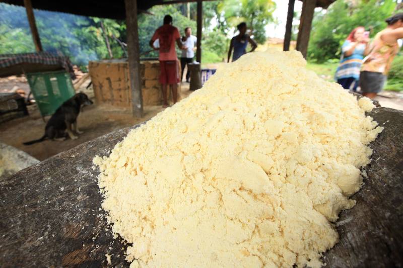 O múltiplo aproveitamento da mandioca será um dos temas do congresso que ocorrerá em Belém, de 12 a 16 de março. Além dos vários tipos de farinha, do tucupi e da goma, que estão entre os produtos derivados mais consumidos pelo paraense, a raiz da mandioca é hoje aproveitada na alimentação animal
FOTO: MÁCIO FERREIRA / ARQUIVO AG. PARÁ
DATA: 03.03.2018
SANTA ISABEL DO PARÁ - PARÁ <div class='credito_fotos'>Foto: MÁCIO FERREIRA/ AG. PARÁ | <a href='/midias/2018/originais/8bfc5ebb-f3e3-434b-9f25-54ae23c1e7d6.jpg' download><i class='fa-solid fa-download'></i> Download</a></div>