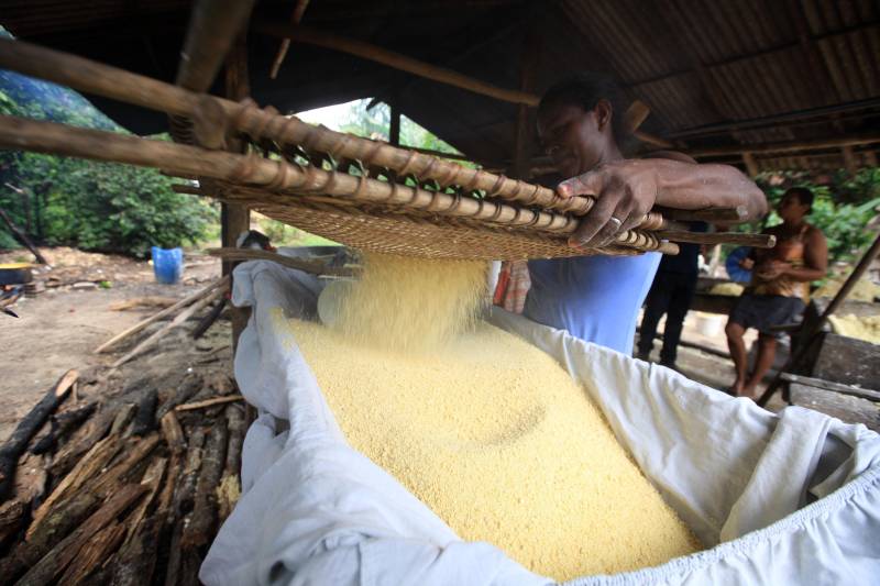O múltiplo aproveitamento da mandioca será um dos temas do congresso que ocorrerá em Belém, de 12 a 16 de março. Além dos vários tipos de farinha, do tucupi e da goma, que estão entre os produtos derivados mais consumidos pelo paraense, a raiz da mandioca é hoje aproveitada na alimentação animal
FOTO: MÁCIO FERREIRA / ARQUIVO AG. PARÁ
DATA: 03.03.2018
SANTA ISABEL DO PARÁ - PARÁ <div class='credito_fotos'>Foto: MÁCIO FERREIRA/ AG. PARÁ | <a href='/midias/2018/originais/8e16df05-1ebf-4ae6-8460-e44c5c0be4e4.jpg' download><i class='fa-solid fa-download'></i> Download</a></div>