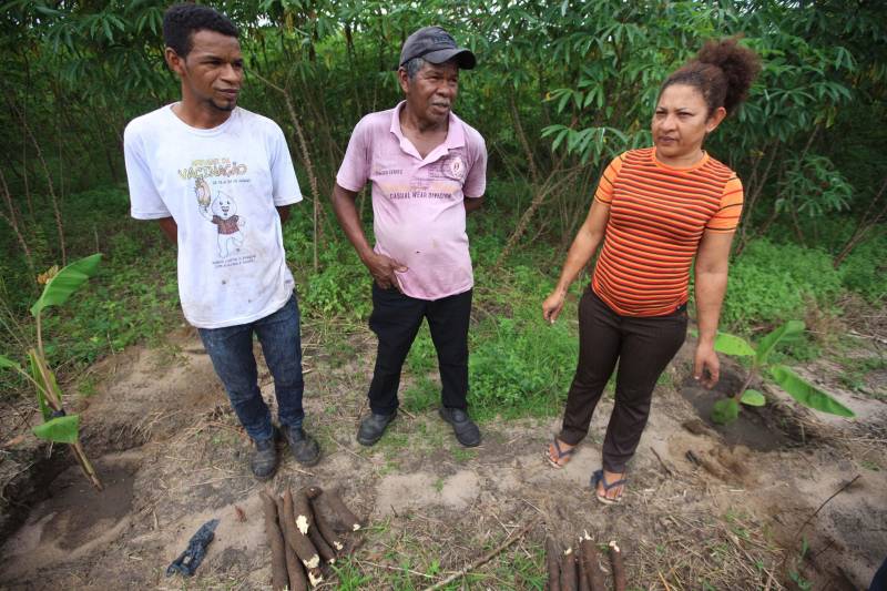 O dia começa cedo para a família do agricultor Adilson dos Santos, 33 anos. Produtores de mandioca da comunidade quilombola Boa Vista do Itá, de Santa Izabel do Pará, região metropolitana de Belém, eles são o retrato de uma tradição que vem se perpetuando por gerações e garantindo na mesa dos paraenses o produto que é a base alimentar do Estado. Do plantio ao beneficiamento, o lavrador herdou do pai a cultura que hoje é a principal fonte de renda da vila, onde vivem cerca de 50 famílias. No Pará, 96% da mandioca produzida vem da agricultura familiar. “Mandioca é pop, mandioca é tudo”, brinca Adilson. Ele está certo. Os produtos derivados da planta são diversos e ajudam a compor alguns dos pratos típicos mais conhecidos da região. Quase onipresente na mesa do paraense, a farinha é, muitas vezes, o alimento principal, nos sete dias da semana. Mas para chegar até as nossas casas, é preciso muito esforço e dedicação, aliado ao emprego de pesquisa e investimentos cada vez maiores do poder público. O conhecimento empírico do homem do campo hoje recebe o apoio de novas tecnologias e técnicas de plantio, que resultam em mais qualidade e produtividade. Na foto, o agricultor Adilson dos Santos (e), 33 anos, o pai Antônio (c) e Raimunda do carmo.
FOTO: MÁCIO FERREIRA / AG PARÁ
DATA: 25.02.2018
SANTA IZABEL DO PARÁ
<div class='credito_fotos'>Foto: MÁCIO FERREIRA/ AG. PARÁ | <a href='/midias/2018/originais/9029b3da-1b0b-4d9c-bdbd-87e5a822fcc5.jpg' download><i class='fa-solid fa-download'></i> Download</a></div>