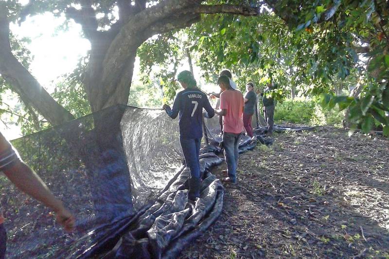 O município de Mojuí dos Campos, localizado na região do Baixo Amazonas, recebe, entre os dias 11 e 13 de abril, uma Capacitação para a Produção de Mudas de Castanha-do-Pará e Ipê. A oficina é oferecida pelo Escritório Regional do Baixo Amazonas do Instituto de Desenvolvimento Florestal e da Biodiversidade (Ideflor-bio) e busca incentivar a diversificação na produção de agricultores familiares e técnicos do município. A iniciativa conta com a parceria da Empresa de Assistência Técnica e Extensão Rural do Pará (Emater), da Secretaria de Estado de Desenvolvimento Agropecuário e de Pesca (Sedap), da Secretaria Municipal de Agricultura (Semagri) de Mojuí dos Campos, e da Cooperativa Mista Agroextrativista do Tapajós (Coomaplas). As atividades ocorrem no viveiro de mudas (foto) da cooperativa produzido com apoio do Ideflor-bio.
FOTO: ASCOM / IDEFLOR
DATA: 11.04.2018
MOJUÍ DOS CAMPOS - PARÁ <div class='credito_fotos'>Foto: Ascom Ideflor | <a href='/midias/2018/originais/9159f32e-e9d8-4b2c-8582-c5048c410534.jpg' download><i class='fa-solid fa-download'></i> Download</a></div>