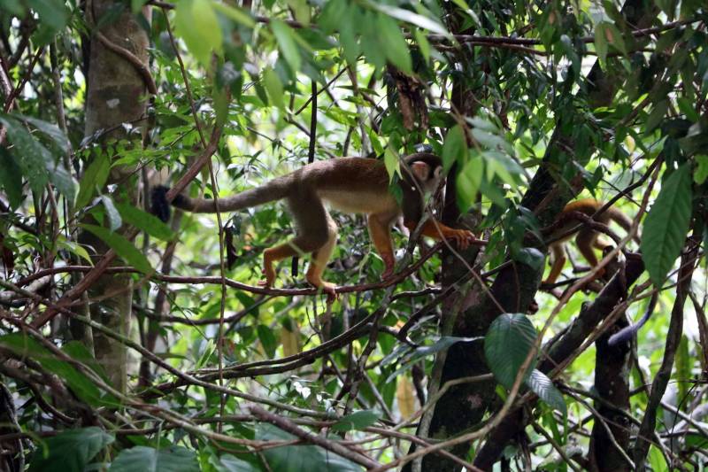 O Instituto de Desenvolvimento Florestal e da Biodiversidade (Ideflor-bio) inaugura neste final de semana a primeira trilha de longo curso do Pará. Com 30 quilômetros de extensão, a Rota do Guarumã passa pelas cidades de Belém, Ananindeua, Marituba e Benevides, na Região Metropolitana da capital paraense. O percurso atravessa as Unidades de Conservação Parque Estadual do Utinga, Área de Proteção Ambiental Metropolitana de Belém e o Refúgio de Vida Silvestre Metrópole da Amazônia.

FOTO: ASCOM IDEFLOR
DATA: 14.12.2018
BELÉM - PARÁ
 <div class='credito_fotos'>Foto: Ascom Ideflor   |   <a href='/midias/2018/originais/91965036-1422-44d2-8406-4b2c45344ebe.jpg' download><i class='fa-solid fa-download'></i> Download</a></div>