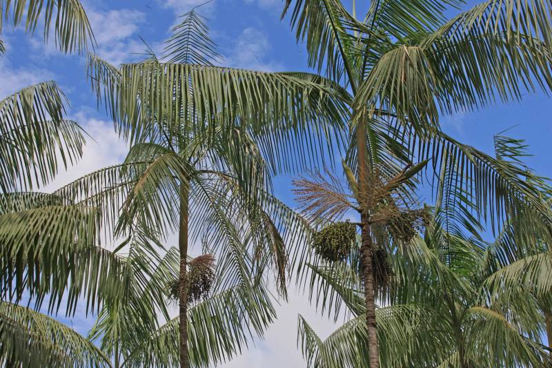 Fica no Pará a cidade que é conhecida como a capital mundial do açaí (foto). Igarapé-Miri, no Baixo Tocantins, localizada a cerca de 78 quilômetros de Belém, respira e vive do fruto que está na mesa do paraense há gerações. Com o desafio de transformar essa meca da produção açaizeira em uma potência industrial, o governo do Estado colocou o município na rota da Caravana Pará 2030, para apresentar aos empresários e produtores locais os benefícios de fazer parte do programa que traça novos horizontes e mercados para o açaí nosso de todo dia. Na última passagem da caravana por Igarapé-Miri, no mês passado, pelo menos sete empresas que hoje extraem a polpa do açaí buscaram informações junto à Secretaria de Estado de Desenvolvimento Econômico, Mineração e Energia (Sedeme) para saber mais sobre o programa de incentivos fiscais cujo objetivo é estimular a verticalização da produção. No município, três já são incentivadas: Amazon Palmitos Ltda., Nutrilatino Indústria e Comércio de Exportação e Importação Ltda. e Bony Açaí. As empresas que aderem ao programa recebem incentivo fiscal de até 95% e, em contrapartida, se comprometem a colocar no mercado produtos de maior valor agregado. “Precisamos deixar de ser um Estado meramente exportador de açaí in natura ou em polpa para nos tornarmos também um expoente na indústria. Hoje, grande parte do nosso fruto sai do Pará para ser industrializado em outros Estados. Ao trazer esse processo para cá, estaremos gerando empregos locais e promovendo o desenvolvimento”, defende o titular da Sedeme, Adnan Demachki.
FOTO: RODOLFO OLIVEIRA / AG. PARÁ
DATA: 16.03.2018
IGARAPÉ - MIRI - PARÁ <div class='credito_fotos'>Foto: Rodolfo Oliveira/Ag. Pará | <a href='/midias/2018/originais/947c188b-69ef-4634-8b76-6d0ec46c3166.jpg' download><i class='fa-solid fa-download'></i> Download</a></div>