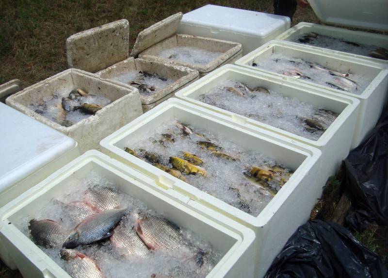A Gerência da Região Administrativa do Mosaico Lago de Tucuruí (GRTUC), vinculada ao Instituto de Desenvolvimento Florestal e da Biodiversidade (Ideflor-bio), disponibilizou o Relatório Técnico Geral de 2017 e também o Boletim de Monitoramento do Desembarque da Pesca na região do Mosaico, no período de julho a outubro do ano passado. Os documentos podem ser consultados e baixados na página do Ideflor-bio na internet. O Relatório Técnico Geral de 2017 apresenta uma síntese de todas as atividades realizadas pela GRTUC durante o ano passado. No documento estão listadas e explicadas as atividades relativas à fiscalização dos recursos pesqueiros do Mosaico Lago de Tucuruí (foto), assim como outras atividades relacionadas à educação ambiental, gestão e manejo dos recursos naturais.
FOTO: ASCOM SEMA
DATA: 18.03.2013
TUCURUÍ - PARÁ <div class='credito_fotos'>Foto: Ascom Ideflor | <a href='/midias/2018/originais/95837d2f-601f-41dd-aae0-83abd9fc3d82.jpg' download><i class='fa-solid fa-download'></i> Download</a></div>