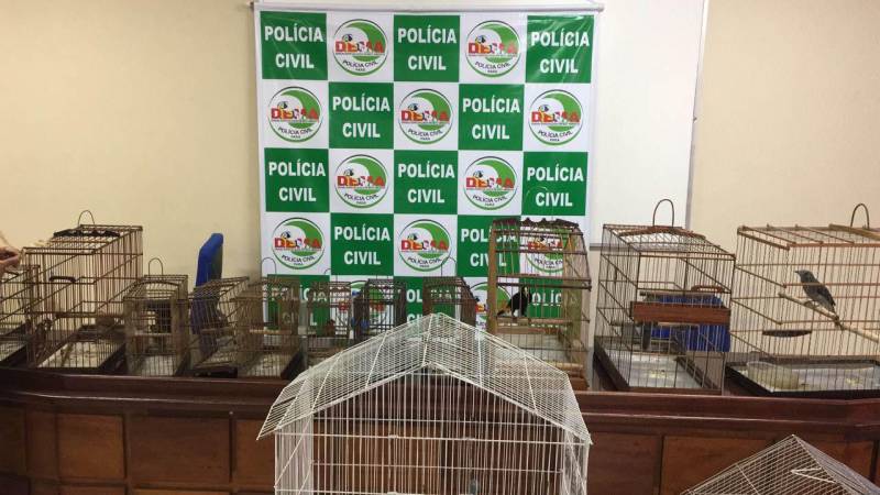 Combater maus-tratos e o comércio ilegal de animais silvestres nas cidades de Belém (foto) e Castanhal, na Região Metropolitana, foi o objetivo da operação "Arco e Flexa” pela Polícia Civil na manhã desta quinta-feira (26). Realizada por policiais civis da Divisão Especializada em Meio Ambiente (Dema), a ação contou com investigações sobre locais onde galos eram usados em rinhas e de cativeiros de aves silvestres, que eram comercializadas. As investigações que resultaram na operação foram coordenadas pelos delegados Rayrton Carneiro e Cláudio Gomes. Em Castanhal, no Bairro Nova Olinda, foram resgatados 42 galos da espécie Índio Brasileiros, que eram mantidos em cativeiro e usados em rinhas, mediante apostas em dinheiro. Os galos resgatados, disse o delegado Luis Xavier, diretor da Dema, apresentam mutilações decorrentes das brigas e dos maus-tratos a quem eram submetidos.
FOTO: ASCOM / POLÍCIA CIVIL
DATA: 26.04.2018
BELÉM - PARÁ <div class='credito_fotos'>Foto: Ascom / Polícia Civil | <a href='/midias/2018/originais/9882e59e-d175-4661-8321-fefc6617a962.jpg' download><i class='fa-solid fa-download'></i> Download</a></div>