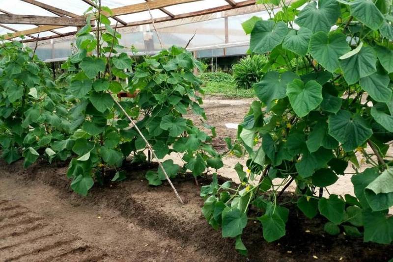 Cultivares como cenoura, pepino, tomate cereja e repolho, produzidos com técnicas agroecológicas por famílias de agricultores de áreas de assentamento do Pará, já começam a ocupar espaço nas feiras dos municípios da região nordeste, resultado do Projeto Pará Produtivo, coordenado pela Secretaria de Estado de Desenvolvimento Agropecuário e da Pesca (Sedap) e executado em parceria com a Empresa de Assistência Técnica e Extensão Rural (Emater) e prefeituras.
FOTO: ASCOM SEDAP
DATA: 12.05.2018 <div class='credito_fotos'>Foto: Ascom Sedap | <a href='/midias/2018/originais/9a23056c-e369-4d39-b055-deae6bb7a665.jpg' download><i class='fa-solid fa-download'></i> Download</a></div>