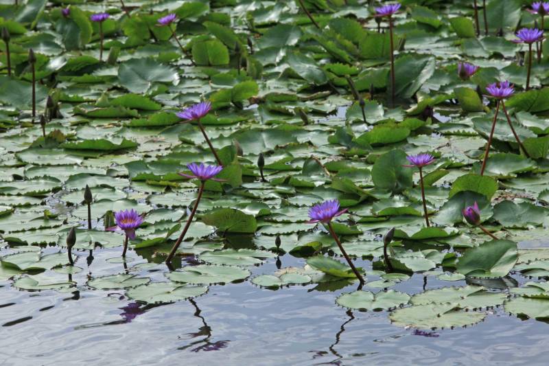 O Parque Estadual do Utinga (PEUt) o mais importante espaço de preservação e estudo da biodiversidade dentro da Região Metropolitana de Belém será reaberto à população a partir desta sexta,16, a partir das 16h30, com apresentações artísticas, com o Boi Veludinho, crianças do Pro Paz e a premiada Orquestra Sinfônica do Theatro da Paz. A apresentação será em um espaço ao ar livre e não será necessária a retirada de ingressos, por esse motivo, a recomendação é que o público chegue cedo, porque a entrada será fechada quando o espaço estiver lotado.
FOTO: MÁCIO FERREIRA / AG PARÁ
DATA: 16.03.2018
BELÉM - PARÁ <div class='credito_fotos'>Foto: MÁCIO FERREIRA/ AG. PARÁ | <a href='/midias/2018/originais/9d15cbf7-ec48-46eb-b580-a90dfce2c7d4.jpg' download><i class='fa-solid fa-download'></i> Download</a></div>