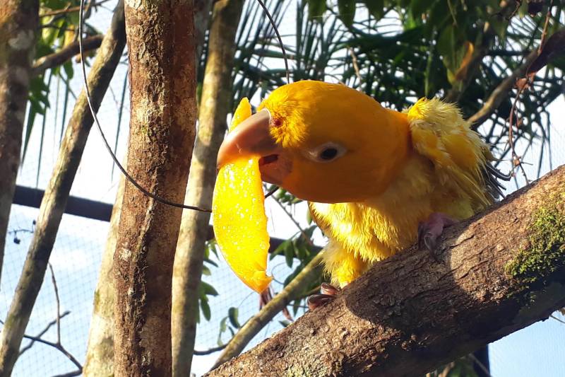 O Instituto Brasileiro do Meio Ambiente e dos Recursos Naturais Renováveis (Ibama) apreendeu, no dia 25 de fevereiro, uma Ararajuba que estava sendo mantida em cativeiro no bairro do Curió-Utinga, em Belém. O pássaro foi resgatado e entregue ao Parque Estadual do Utinga, onde está se recuperando dos maus-tratos.
FOTO: ASCOM IDEFLOR-BIO
DATA: 26.03.2018
BELÉM - PARÁ <div class='credito_fotos'>Foto: Ascom Ideflor-Bio | <a href='/midias/2018/originais/9ff61e5b-54f7-4d76-a9a5-72bff5d8fe30.jpg' download><i class='fa-solid fa-download'></i> Download</a></div>