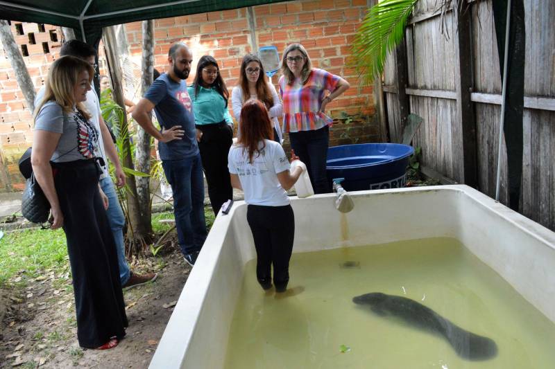 A Secretaria de Meio Ambiente e Sustentabilidade (Semas) doou 100 pacotes de leite para a filhote fêmea de peixe-boi, resgatada pela própria secretaria, com o apoio de outros órgãos, no início desta semana. A doação foi uma ação coordenada pela Secretária Adjunta de Gestão Administrativa e Tecnologia, Socorro Colares.
FOTO: ASCOM SEMAS
DATA: 28.04.2018
BELÉM - PARÁ <div class='credito_fotos'>Foto: ASCOM SEMAS | <a href='/midias/2018/originais/a3d7145e-9313-4275-b34f-53c6e3919529.jpg' download><i class='fa-solid fa-download'></i> Download</a></div>