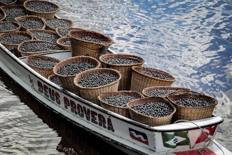 Os olhos do paraense brilham diante de uma tigela de açaí. Com farinha, peixe frito ou açúcar, ele é base da alimentação e da cultura local. Porém, a paixão pela polpa do açaí deixa para o poder público e a população um problema complexo: as toneladas do caroço, rejeito do açaí após extração do sumo. Há alguns anos, pesquisadores de diversas áreas do conhecimento tomaram para si a missão de dar destino proveitoso ao caroço do açaí. De produção de energia a tratamento para câncer, passando pela aplicação do rejeito da fabricação de móveis, o potencial desta semente faz jus à importância do fruto para o Pará. O cenário chega a ser tradicional em Belém. Um breve passeio pelos bairros periféricos da capital revela a dimensão do problema. São montanhas de caroço abandonadas à beira de canais ou dividindo espaço com pedestres pelas calçadas. Graças a abundancia de chuvas, muitas chegam a germinar, tornando-se pequenas palmeiras antes de serem finalmente retiradas das ruas. A Associação de Batedores de Açaí de Belém estima cerca de dez mil pontos de venda de açaí na Região Metropolitana. A geração diária de caroço chega a expressivas 16 toneladas todos os dias.
FOTO: NAILANA THIELY/ ASCOM UEPA
BELÉM - PARÁ <div class='credito_fotos'>Foto: Nailana Thiely / Ascom Uepa | <a href='/midias/2018/originais/a6a872af-1f0d-45e8-8a88-c3599bbc5ff8.jpg' download><i class='fa-solid fa-download'></i> Download</a></div>