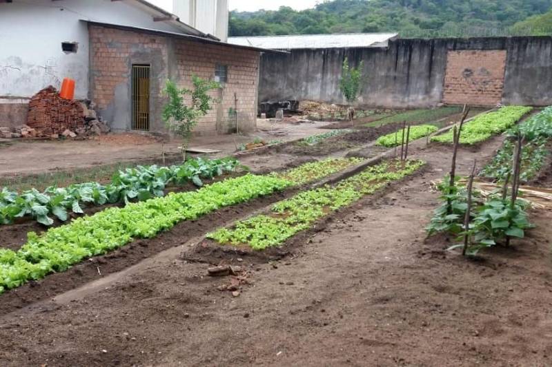 O Centro de Recuperação Agrícola Silvio Hall de Moura (CRASHM), localizado em Santarém, na região Oeste do Para, e ligado à Superintendência do Sistema Penitenciário do estado do Pará (Susipe), desenvolve projetos vinculados ao cultivo de hortaliças e plantas medicinais, tendo como público-alvo presos dos regimes fechado e semiaberto.

FOTO: ASCOM CRGBA
DATA: 26.11.2018
SANTARÉM - PARÁ <div class='credito_fotos'>Foto: ASCOM CRGSP   |   <a href='/midias/2018/originais/a7a61617-c649-4b42-b96c-278a2c6e3f01.jpg' download><i class='fa-solid fa-download'></i> Download</a></div>
