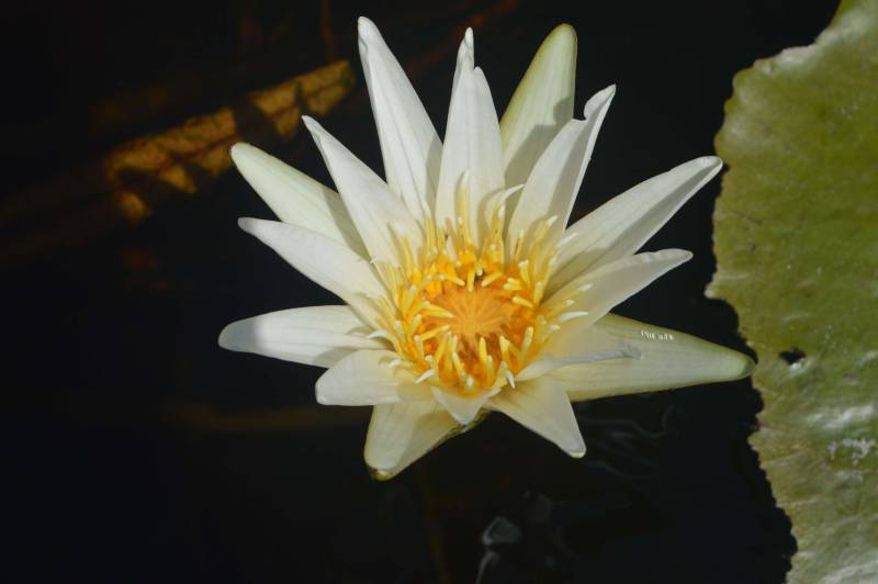 O Instituto de Desenvolvimento Florestal e da Biodiversidade (Ideflor-bio) publicou o Guia de Plantas da Área de Proteção Ambiental (APA) Algodoal-Maiandeua no FieldGuides, uma plataforma internacional para a indexação de espécies de plantas, animais, fungos, liquens e algas existentes no mundo. O FieldGuides é mantido pelo Field Museum Botanical Gardens em Chicago, nos Estados Unidos. O documento é ilustrado com fotos das diversas espécies vegetais e também com identificação do nome científico e família dessas plantas. O levantamento florístico (foto) que deu origem ao Guia começou a ser feito pela Gerência de Biodiversidade do Ideflor-bio em 2016, a partir de um projeto que previa a realização de diversas incursões fotográficas à APA Algodoal-Maiandeua.

FOTO: ASCOM / IDEFLOR-BIO
DATA: 20.12.2018
MARACANÃ - PARÁ
 <div class='credito_fotos'>Foto: Ascom Ideflor-Bio   |   <a href='/midias/2018/originais/a8849e7d-7263-46f6-ab87-36d217f72922.jpg' download><i class='fa-solid fa-download'></i> Download</a></div>