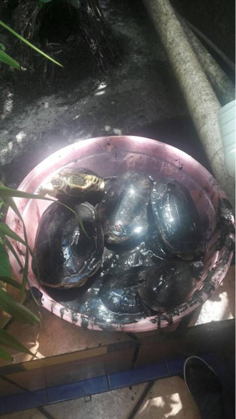 A Polícia Civil deflagrou a operação "Quelônios" para combater criadouros ilegais de animais da fauna silvestre, na capital paraense. Durante a ação policial realizada nesta quinta-feira (03), pela Divisão Especializada em Meio-Ambiente (DEMA), foram resgatados 57 animais das espécies Tartaruga, Peremas e Muçuãs. Os animais foram mantidos de maneira irregular em uma casa, situada na Rua Bernal do Couto, no bairro do Umarizal, em Belém. Uma pessoa foi conduzida para a DEMA para responder criminalmente por manter em cativeiro animais silvestres. De acordo com o diretor da DEMA, delegado Luis Xavier, a operação resultou de investigações efetuadas pela equipe da Divisão sobre o crime ambiental praticado no endereço, onde, segundo informações, o proprietário do imóvel mantinha os animais em situação de cativeiro. Diante disso, a equipe de policiais civis da DEMA se deslocou até a casa para apurar os fatos. Do imóvel, foram retirados 57 animais criados de maneira irregular.
FOTO: ASCOM / POLÍCIA CIVIL
DATA: 03.05.2018
BELÉM - PARÁ <div class='credito_fotos'>Foto: Ascom / Polícia Civil | <a href='/midias/2018/originais/ab89bea9-fc9b-4e03-ac93-2422f601ddfd.jpg' download><i class='fa-solid fa-download'></i> Download</a></div>