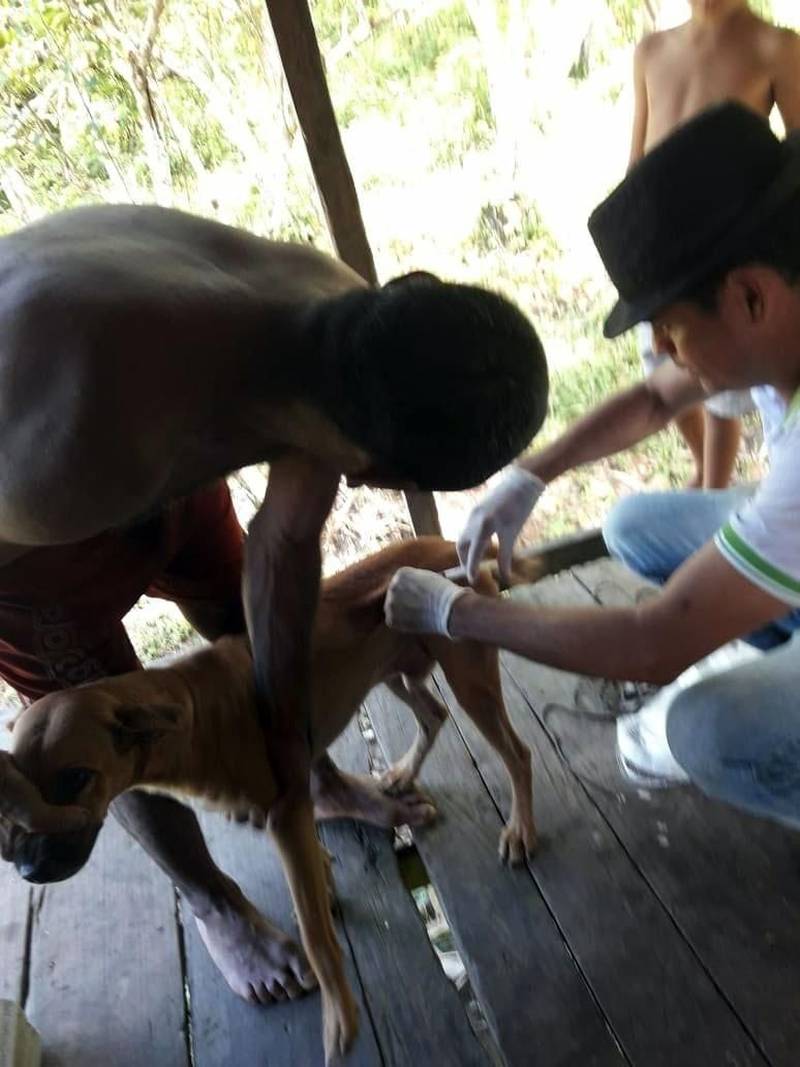 A Secretaria de Saúde de Anajás realizou, no mês passado, uma ação voltada à investigação e prevenção da raiva humana na zona rural do município, mais especificamente no igarapé Saparará e suas localidades. A iniciativa visou combater a raiva humana transmitida por cães, gatos e morcegos e controlar a raiva canina e felina. A ação atendeu a notificação de agente comunitário de saúde (ACS) sobre mordedura de morcegos em humanos e em animais (foto). Além da prevenção com a vacinação, houve captura de morcegos e atividade de educação sanitária. Em Anajás, não foi detectado caso de raiva, mas devido ao vírus circulante na região foi feita a profilaxia da raiva humana e animal, conforme as condutas previstas na área da saúde, incluindo o ciclo silvestre da raiva. Cerca de 80 cães e três gatos foram vacinados, além da imunização na população local. A ação teve o apoio da Secretaria do Estado de Saúde Pública (Sespa).
FOTO: ASCOM / PREFEITURA DE ANAJÁS
DATA: 21.06.2018
ANAJÁS - PARÁ <div class='credito_fotos'>Foto: ASCOM / PREFEITURA DE ANAJÁS | <a href='/midias/2018/originais/aba3bd83-dbb9-4ee2-b770-cff96dd13aca.jpg' download><i class='fa-solid fa-download'></i> Download</a></div>