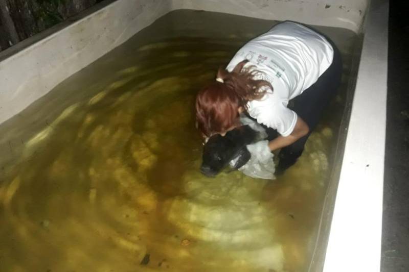 Um filhote fêmea de peixe-boi, já batizada de Neguinha, foi resgatada depois de encalhar em uma praia na ilha dos Pombos e levada por uma pescadora para a ilha da Conceição, também no município de Limoeiro do Ajuru, na região Tocantins.
FOTO: ASCOM SEMAS
DATA: 26.04.2018
BELÉM - PARÁ <div class='credito_fotos'>Foto: ASCOM SEMAS | <a href='/midias/2018/originais/aca2adff-6d87-4ca2-b82f-5e22bd2d0f15.jpg' download><i class='fa-solid fa-download'></i> Download</a></div>