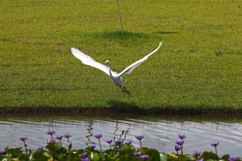 Com uma área equivalente a 1340 campos de futebol (1.340 hectares) o Parque Estadual do Utinga possui uma fauna (foto) exuberante com mais de 200 espécies de aves registradas e a maior biodiversidade de peixes em parques em todo o mundo com 90 espécies de peixes catalogadas. Na foto, Garça.
FOTO: IGOR BRANDÃO / AG. PARÁ
DATA: 06.03.2018
BELÉM - PARÁ <div class='credito_fotos'>Foto: IGOR BRANDÃO / AG. PARÁ | <a href='/midias/2018/originais/ad8a7370-93ef-4009-b08f-2a2c3b00309f.jpg' download><i class='fa-solid fa-download'></i> Download</a></div>