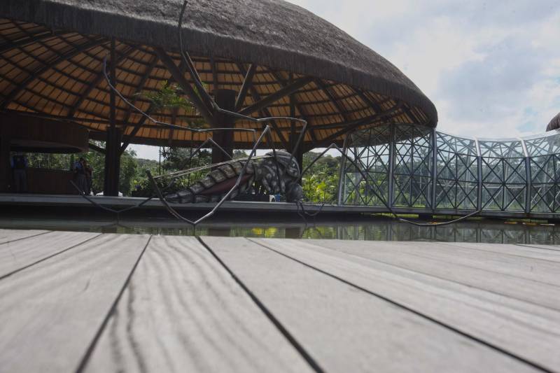 O Parque Estadual do Utinga (PEUt) o mais importante espaço de preservação e estudo da biodiversidade dentro da Região Metropolitana de Belém será reaberto à população a partir desta sexta,16, a partir das 16h30, com apresentações artísticas, com o Boi Veludinho, crianças do Pro Paz e a premiada Orquestra Sinfônica do Theatro da Paz. A apresentação será em um espaço ao ar livre e não será necessária a retirada de ingressos, por esse motivo, a recomendação é que o público chegue cedo, porque a entrada será fechada quando o espaço estiver lotado. No sábado, será realizada uma grande caminhada, a partir das 8 horas, com paradas para informações educativas sobre a fauna, flora e sobre os novos espaços. Por conta da grande quantidade de pessoas, incluindo crianças e idosos, o Corpo de Bombeiros recomendou e, a organização do evento acatou, a necessidade de se evitar durante a manhã do sábado o trânsito de veículos sobre rodas, como carros, bicicletas, skates e patins. Depois das 12 horas e durante todo o funcionamento do parque, a entrada e o uso por praticantes desta modalidade está completamente liberada. No domingo, o parque abrirá às 5h30 e funcionará até as 17h, assim como nos outros dias, de segunda a segunda. As atividades de manutenção do espaço vão requerer que o parque seja fechado para acesso ao público eventualmente, mas essas datas serão definidas de acordo com a demanda.
FOTO: IGOR BRANDÃO / AG PARÁ
DATA: 15.03.2018
BELÉM - PARÁ <div class='credito_fotos'>Foto: IGOR BRANDÃO / AG. PARÁ | <a href='/midias/2018/originais/afda4ba7-5522-4028-872e-6bd08dfd7af3.jpg' download><i class='fa-solid fa-download'></i> Download</a></div>
