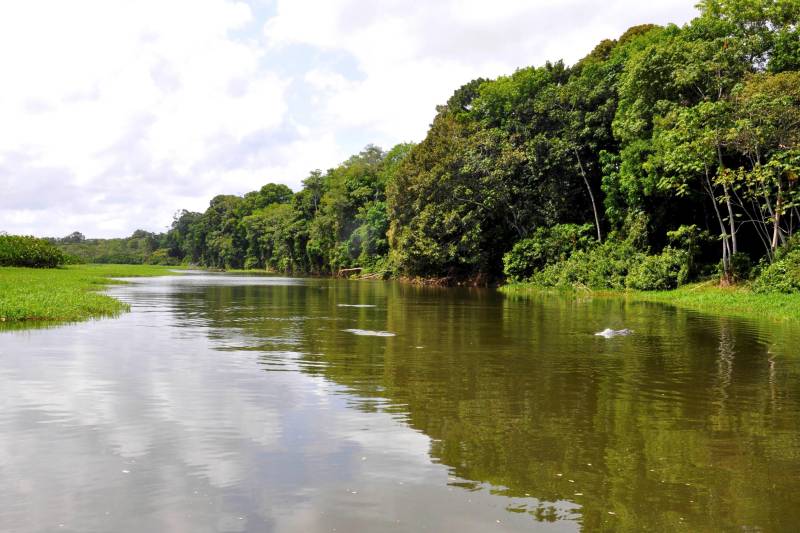 Com o objetivo de tornar público o processo de formação dos Conselhos Gestores do Refúgio de Vida Silvestre (Revis) Tabuleiro do Embaubal e Reserva de Desenvolvimento Sustentável (RDS) Vitória de Souzel (foto), o Instituto de Desenvolvimento Florestal e da Biodiversidade do Estado do Pará (Ideflor-bio) lançou, na terça-feira, 30, dois editais de chamada pública, a fim de que as entidades possam manifestar interesse em compor os conselhos.
FOTO: ASCOM IDEFLOR-BIO
DATA: 01.06.2017
XINGU - PARÁ <div class='credito_fotos'>Foto: Ascom Ideflor | <a href='/midias/2018/originais/b19a3981-4364-4cae-b532-9d0c12abc756.jpg' download><i class='fa-solid fa-download'></i> Download</a></div>